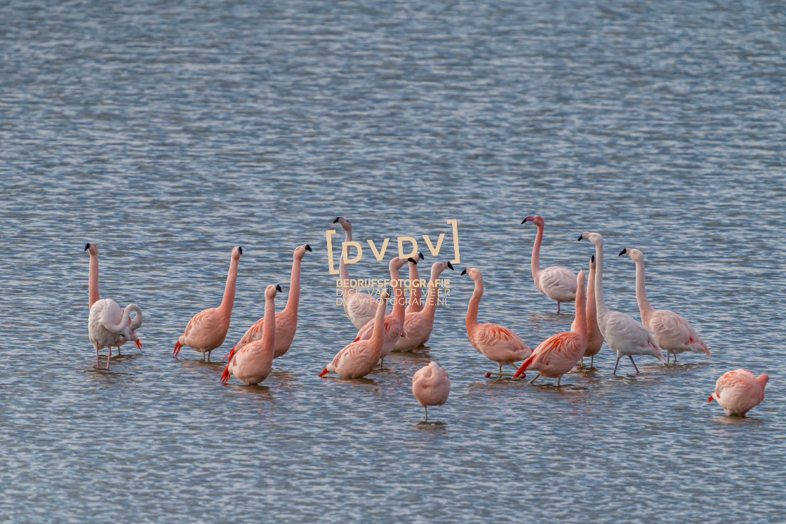 "Flamingo's 108728" stock image