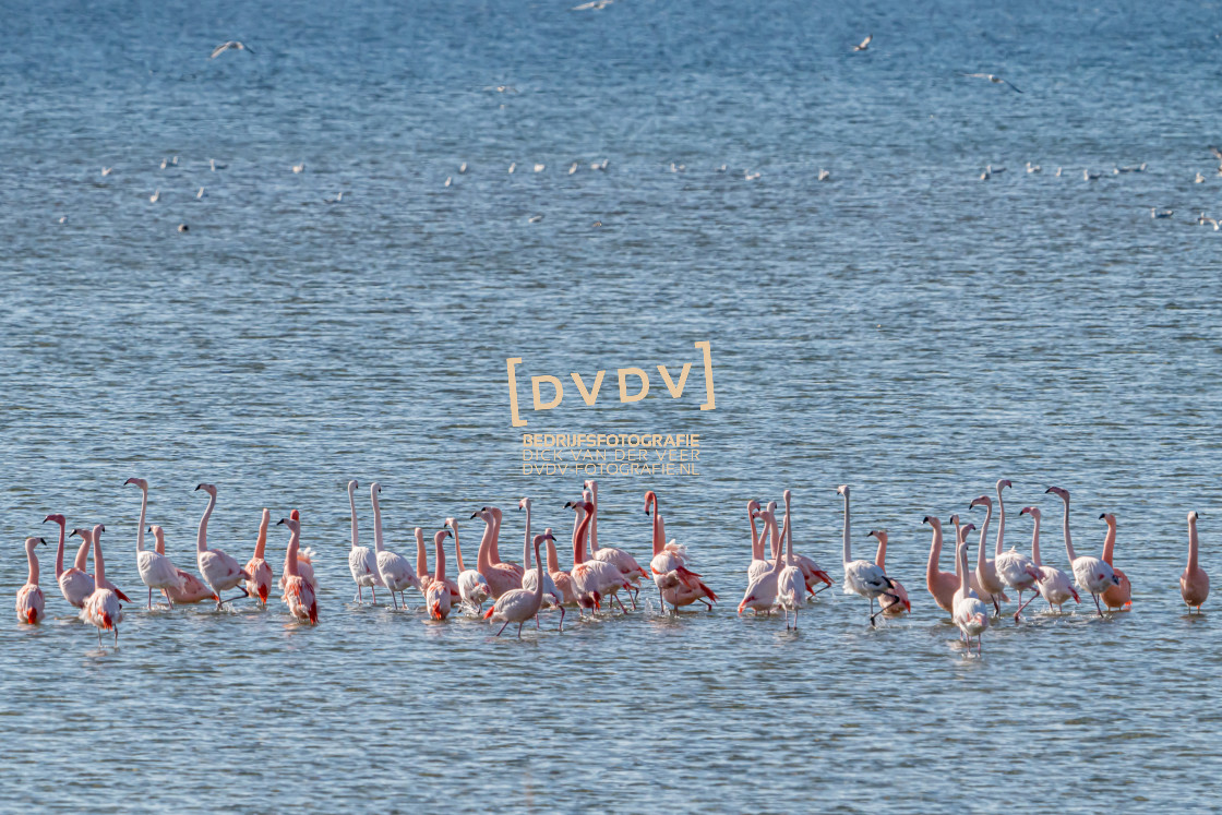 "Flamingo's 108726" stock image