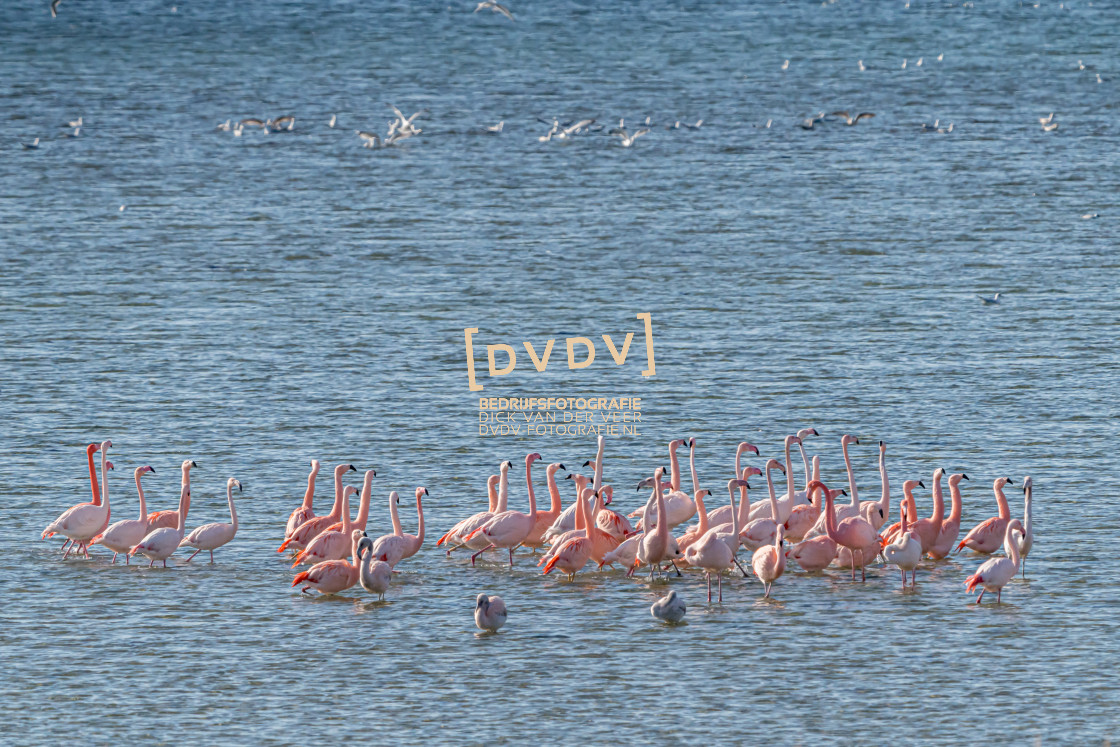 "Flamingo's 108730" stock image