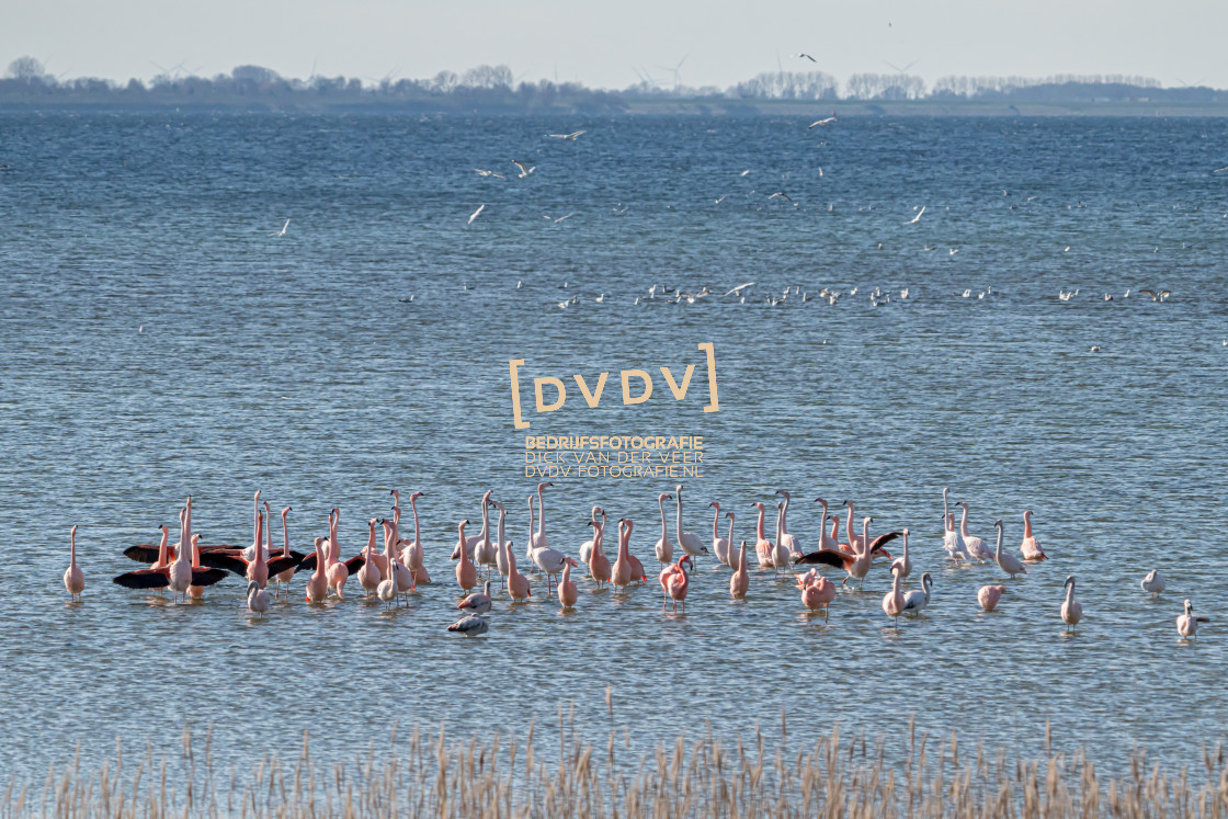 "Flamingo's 108731" stock image