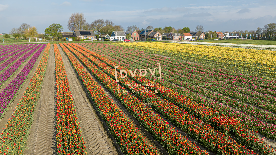 "Tulpenvelden 108832" stock image