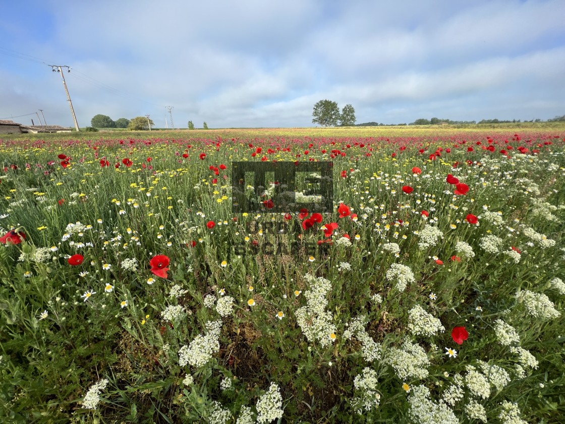 "Camino de Santiago" stock image