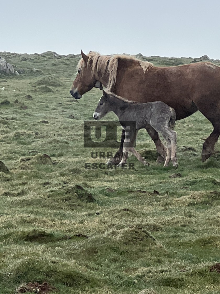 "Camino de Santiago" stock image