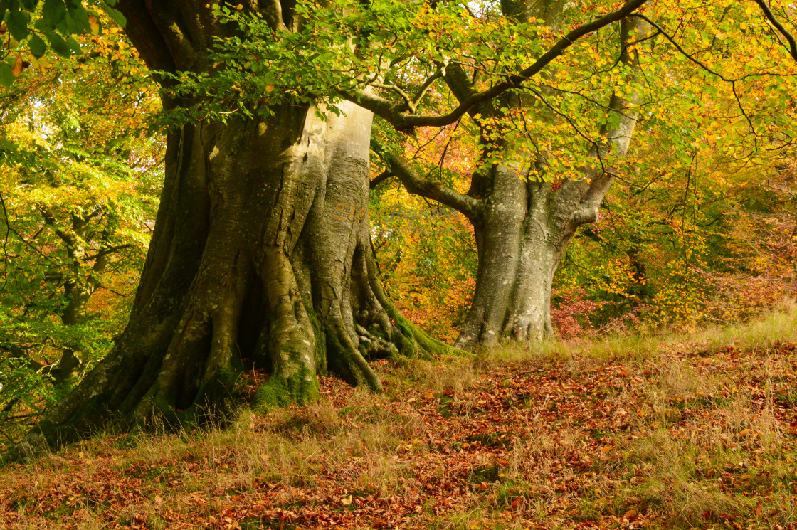 "Ancient Beech Trees In Autumn" stock image