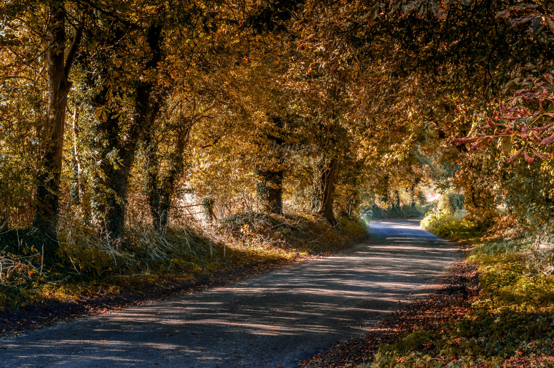 "An Autumn Lane" stock image