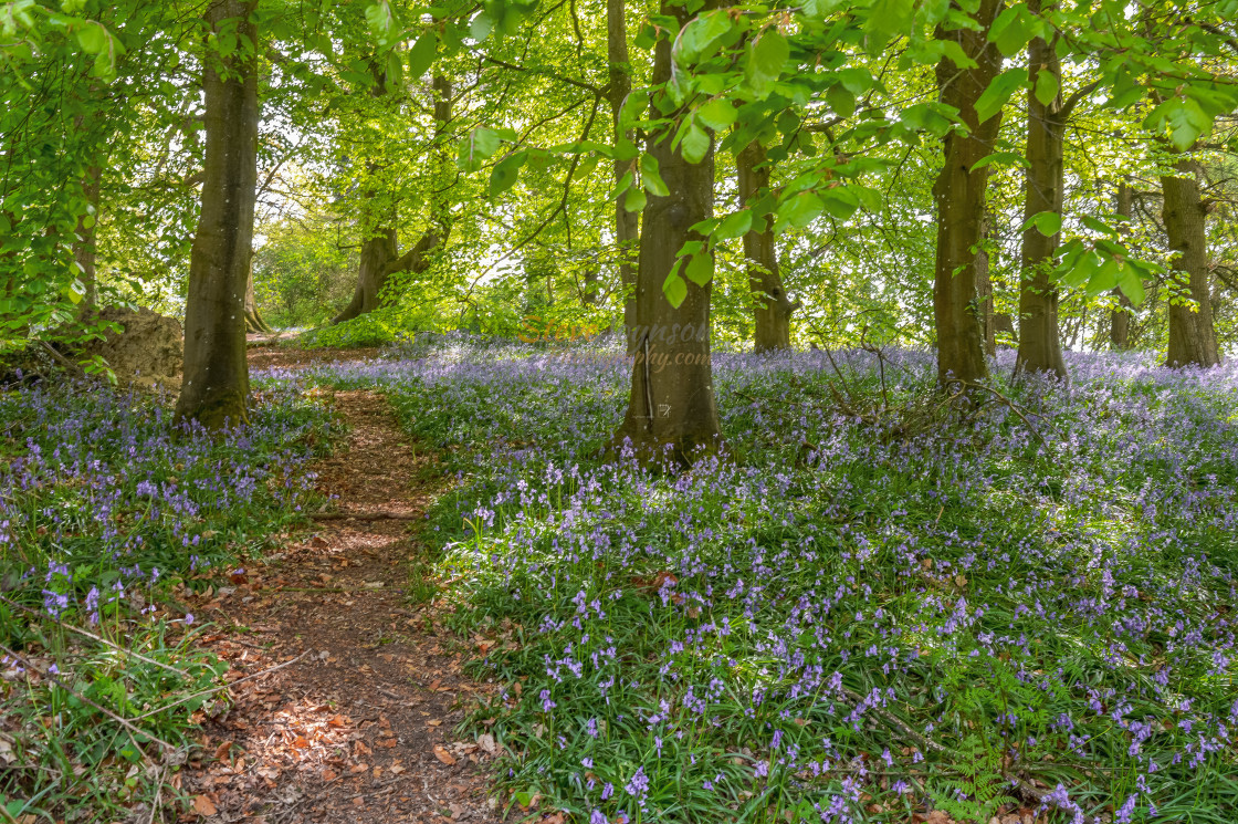 "Bluebells In The Wood" stock image