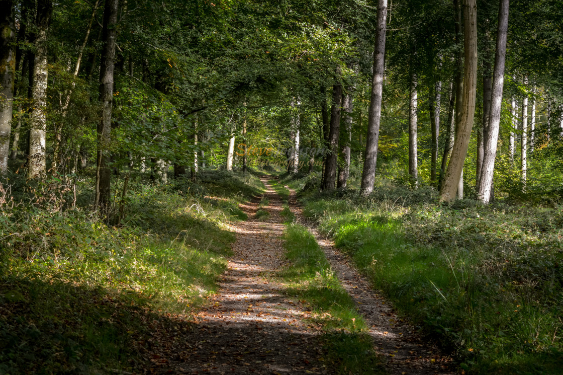 "A Track In The Woods" stock image