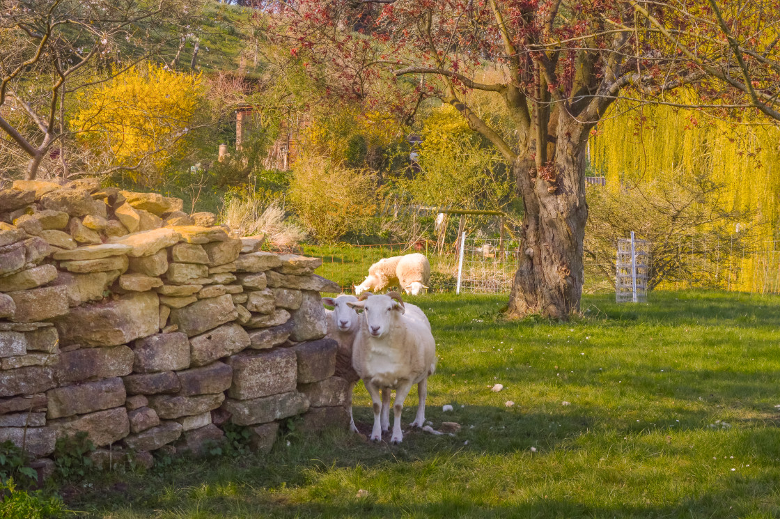 "Sheep In Somerset" stock image