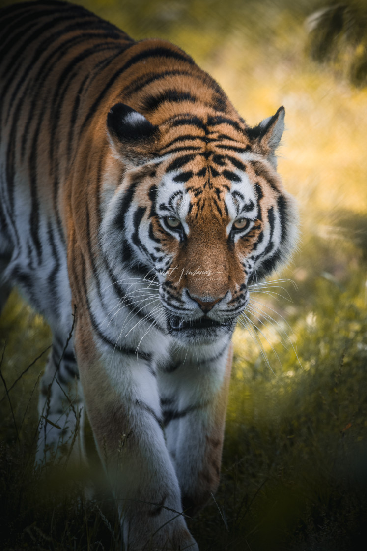 "Tiger Prowls" stock image