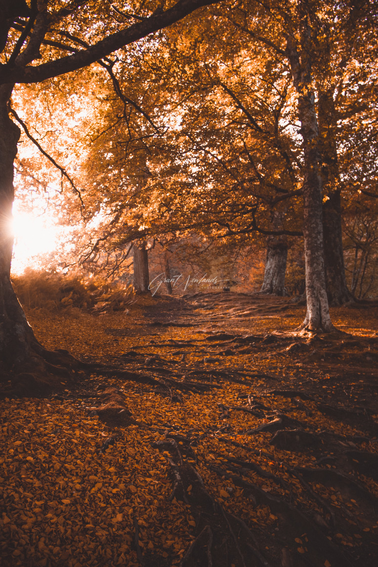 "Autumnal Acharn" stock image