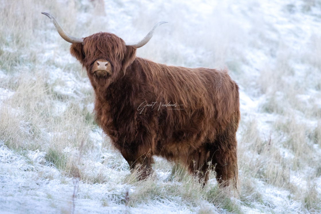 "Proud Heilan' Chief" stock image