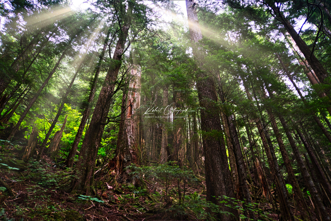 "Sunrays In Coastal Forest" stock image