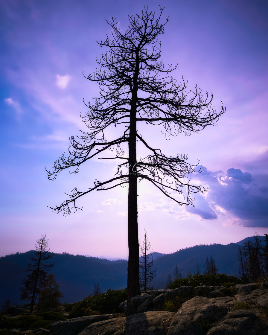 "Solitary Tree Silhouette & Purple Shades - Sequoia National Park, CA" stock image