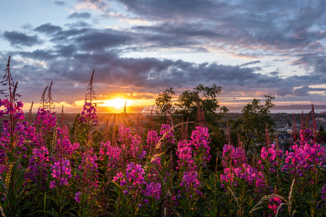 "Backlit Purple Flowers Sunset 3 - 3:2" stock image