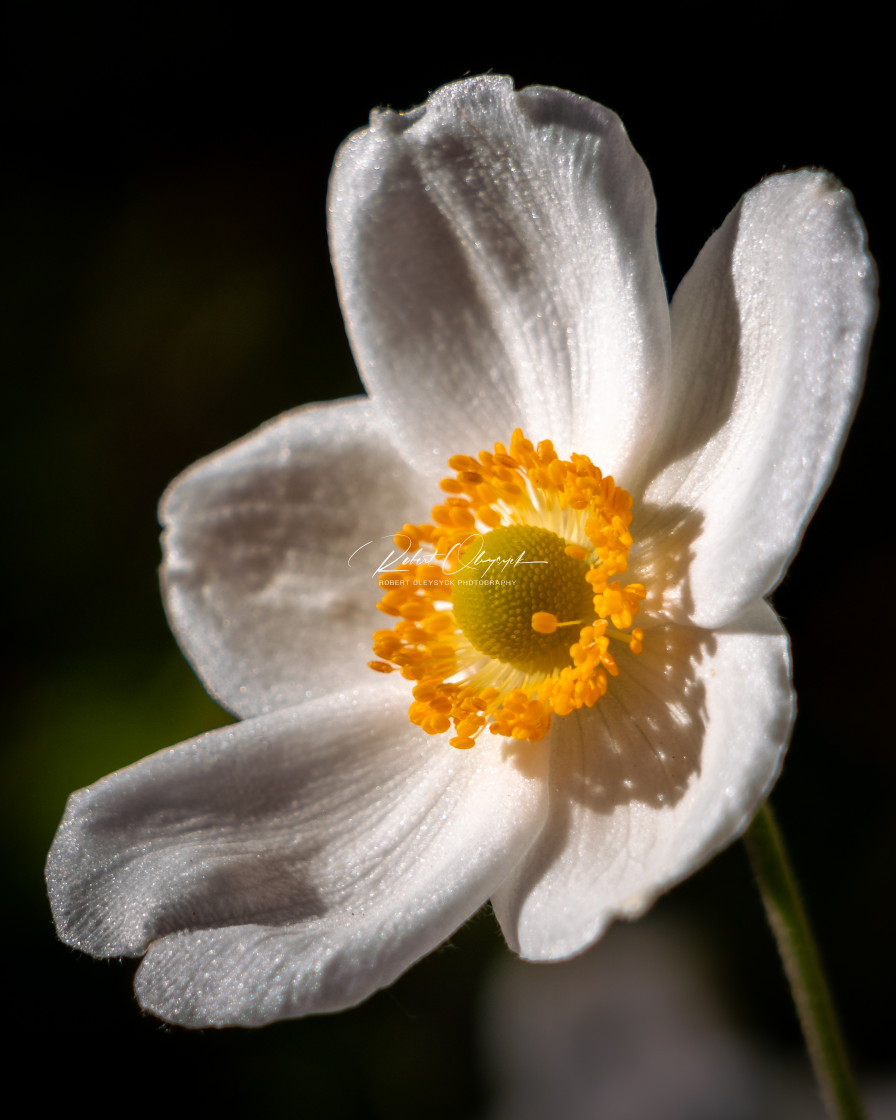 "White Flower Closeup" stock image