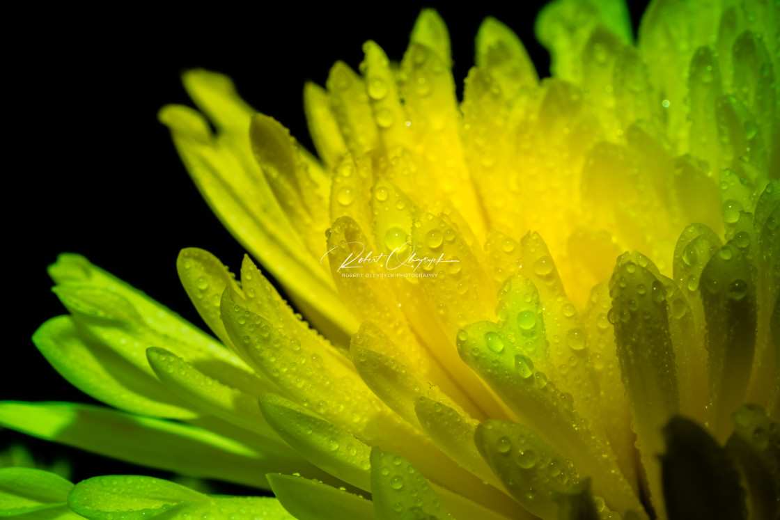 "Yellow Flower Macro" stock image