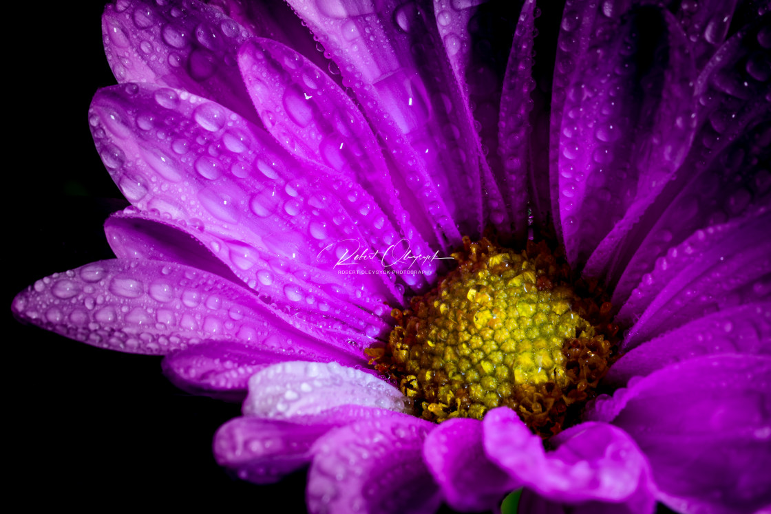 "Purple Daisy Macro - 3:2" stock image