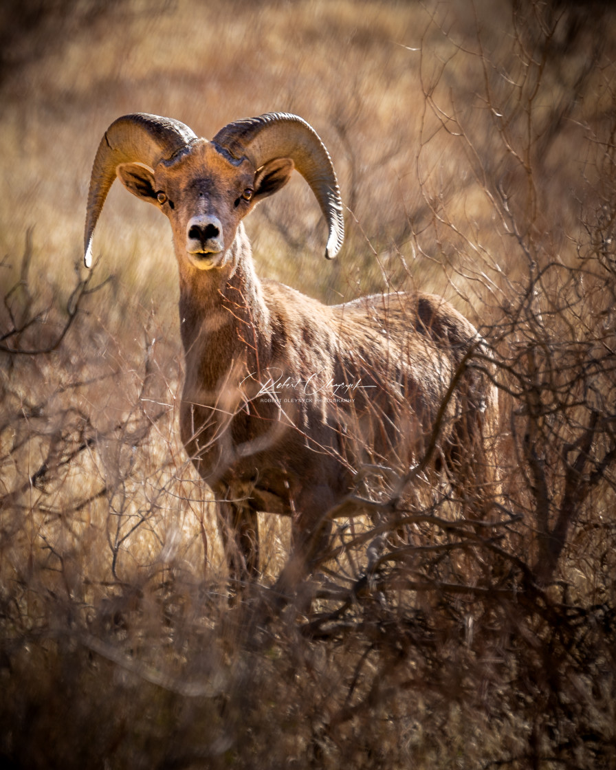 "Big Horn Sheep" stock image