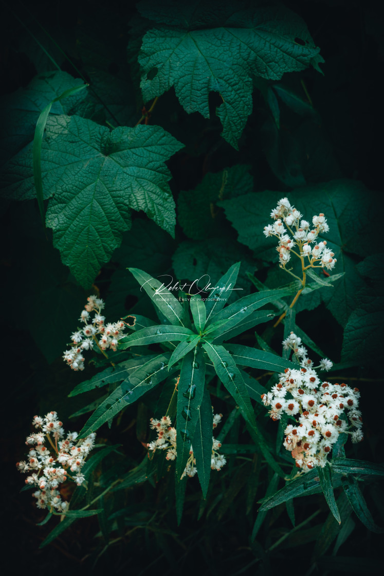 "Lower Cold Lake Trail Intimate Foliage" stock image