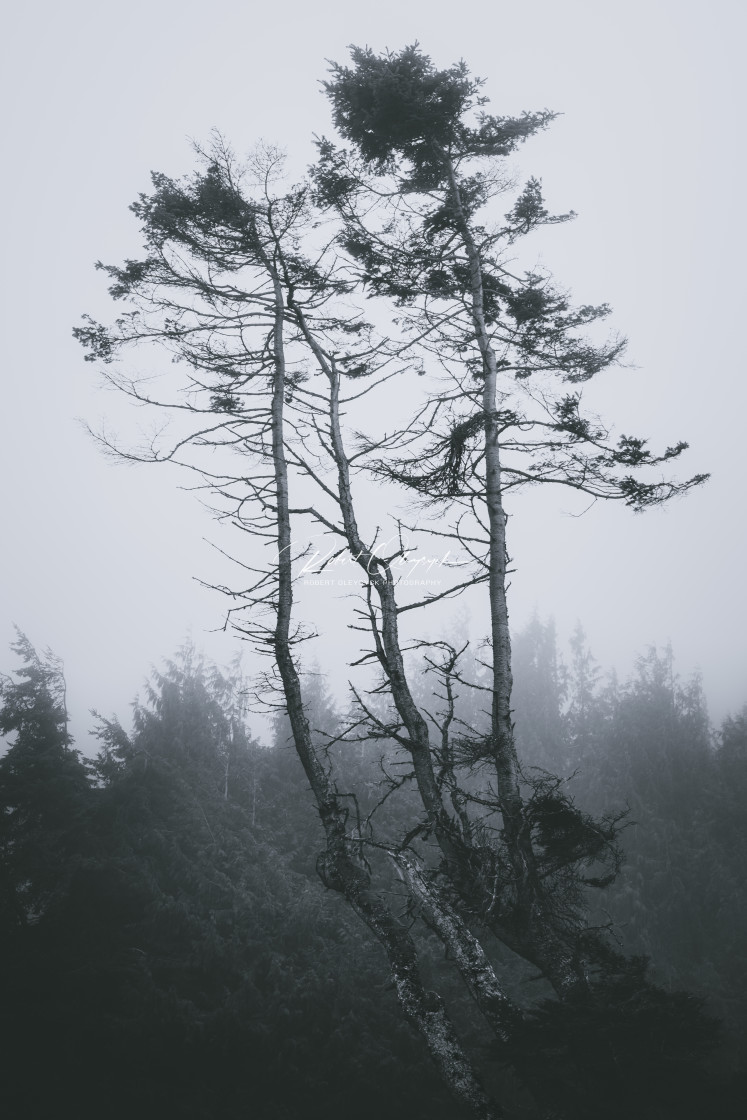 "Foggy Tree Cluster - Crescent Beach - Black & White 2x3" stock image