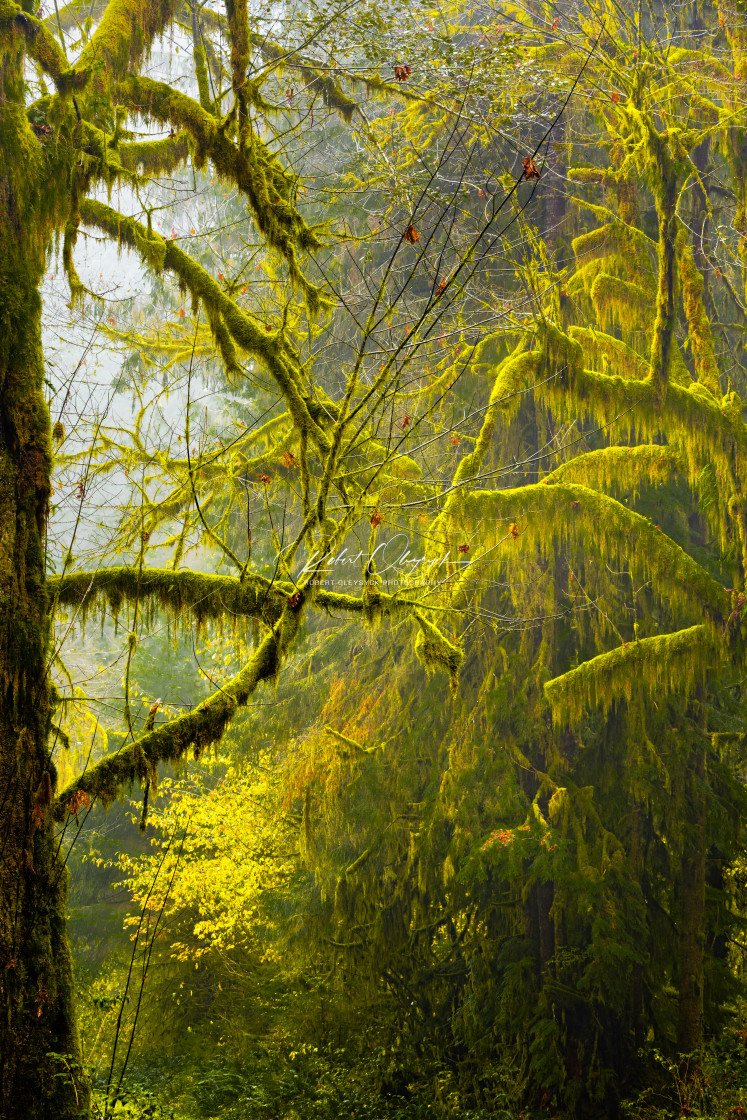 "Hoh Rainforest DNA Helix Wide" stock image