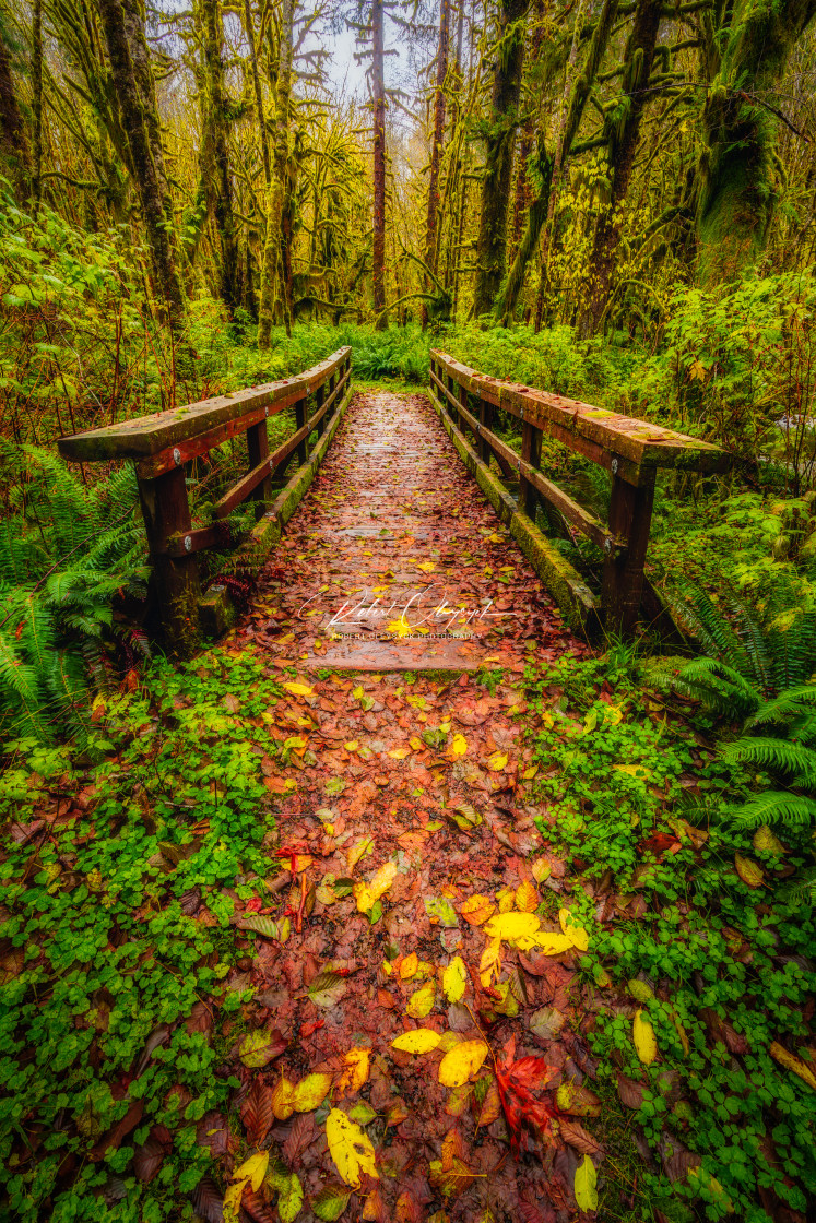 "Maple Glade Rain Forest Mystical Foot Bridge" stock image