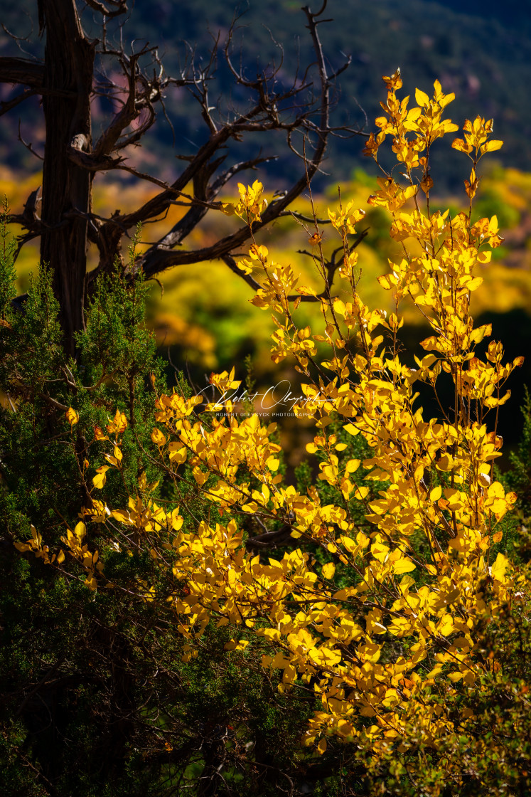 "Backlit Autumn Leaves" stock image