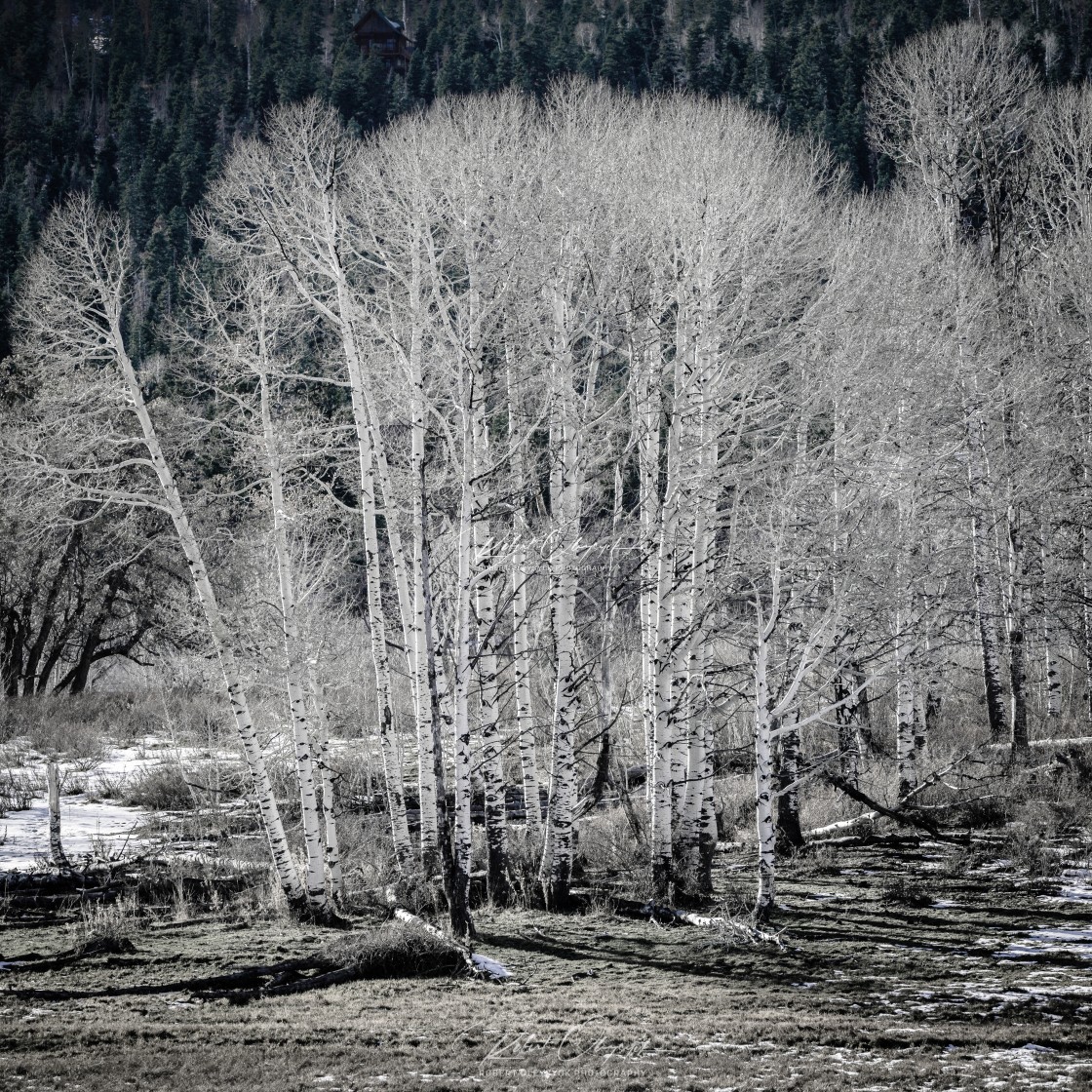 "Autumn Aspen Tree Cluster Monotone" stock image