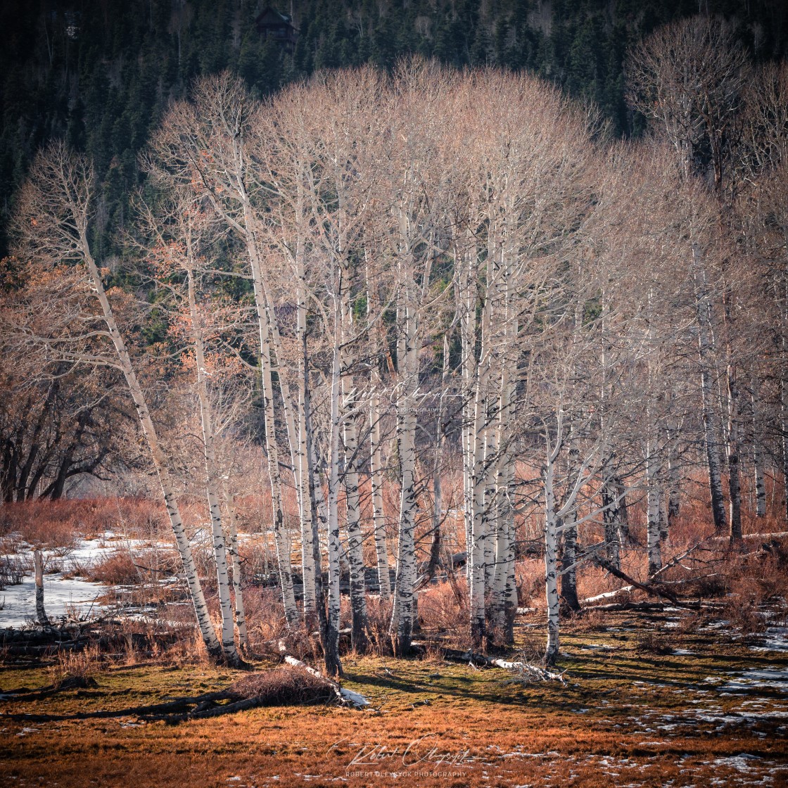 "Autumn Aspen Tree Cluster" stock image