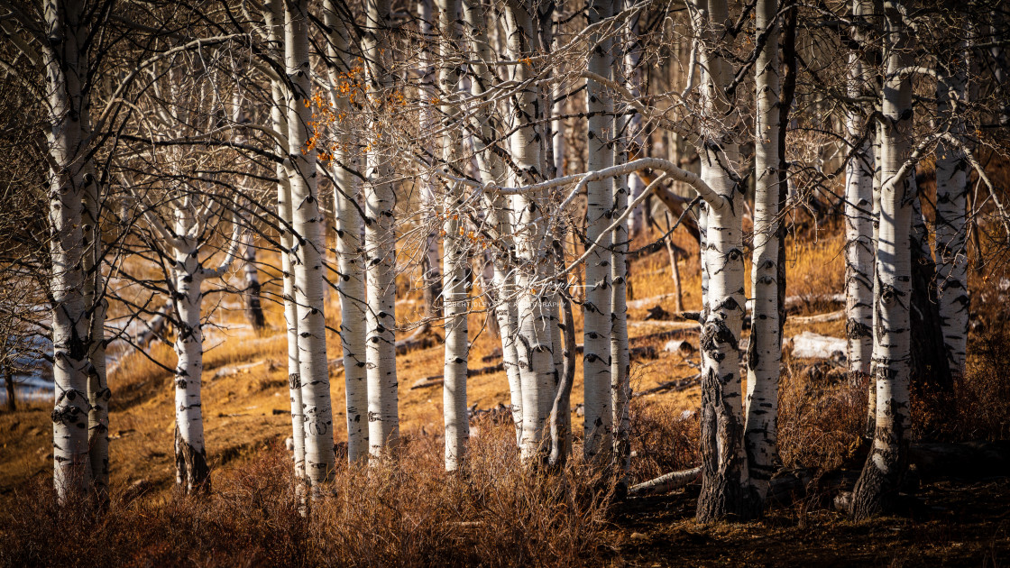 "Aspen Trees Close Up" stock image