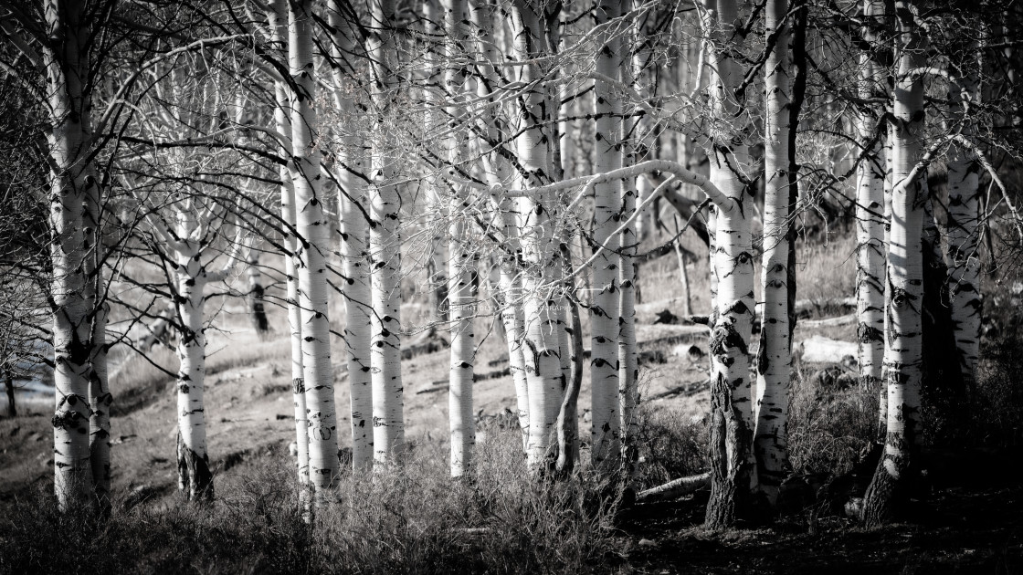 "Aspen Trees Close Up Monotone High Key" stock image