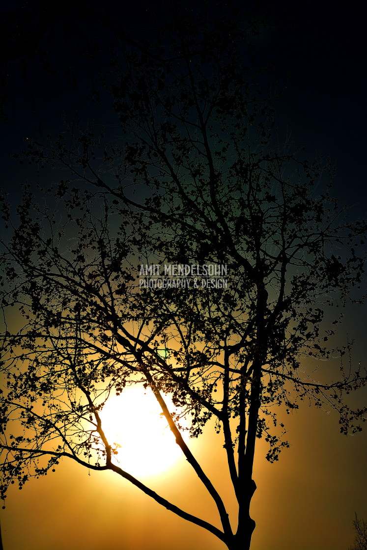 "Tree in the sunset" stock image