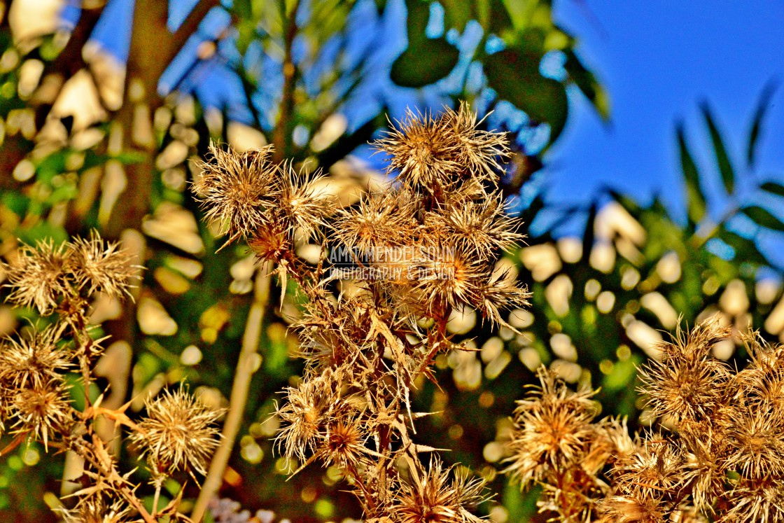 "an old thorn" stock image