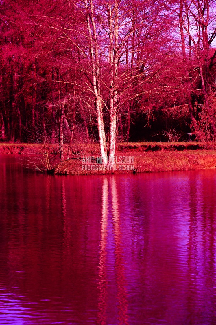 "red nature" stock image