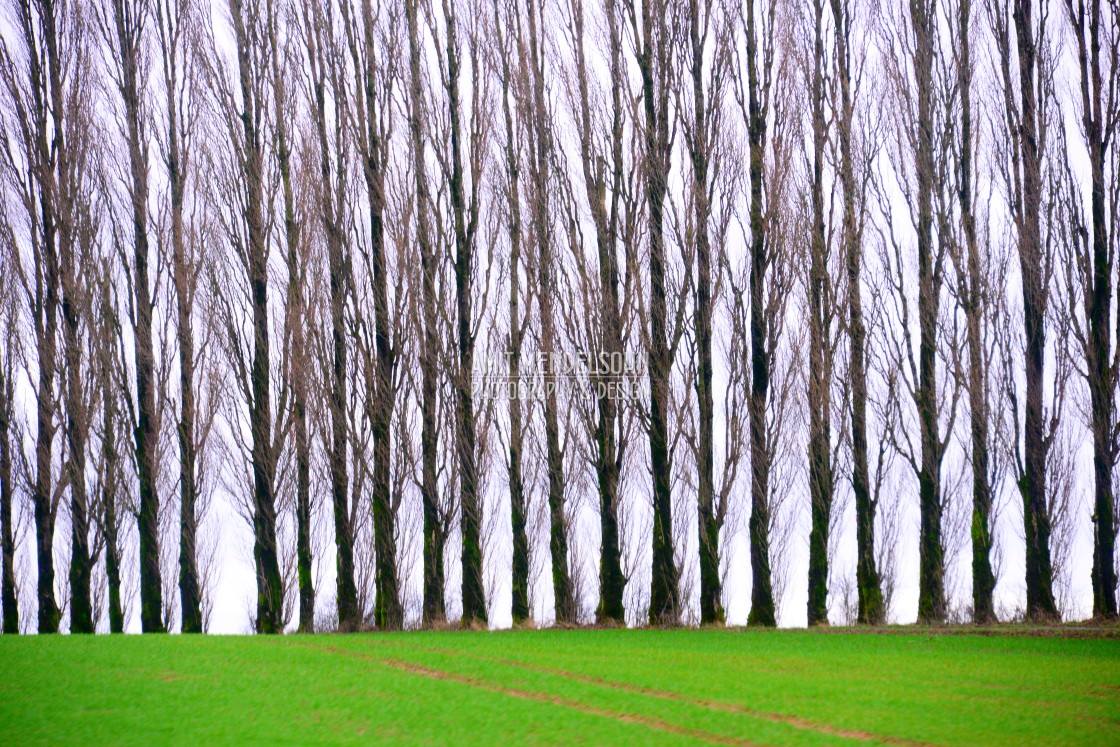 "Line of trees" stock image