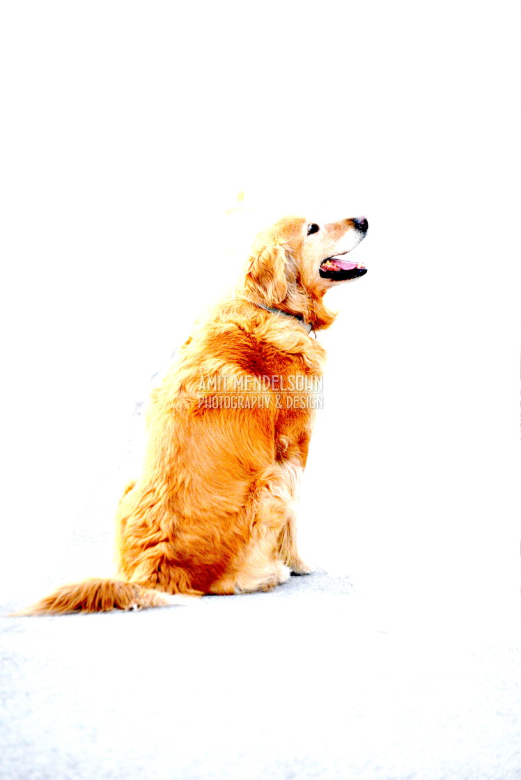 "A dog" stock image