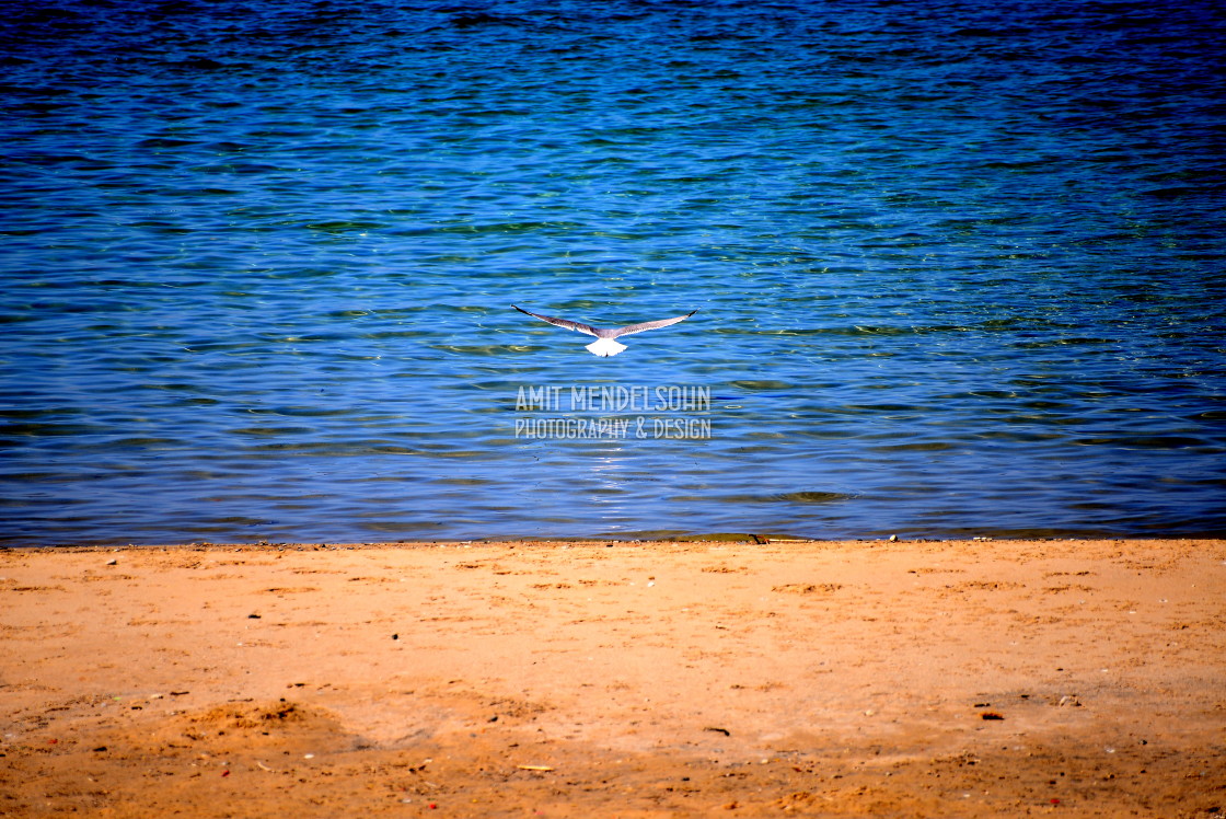 "Sea sand and a seagull" stock image