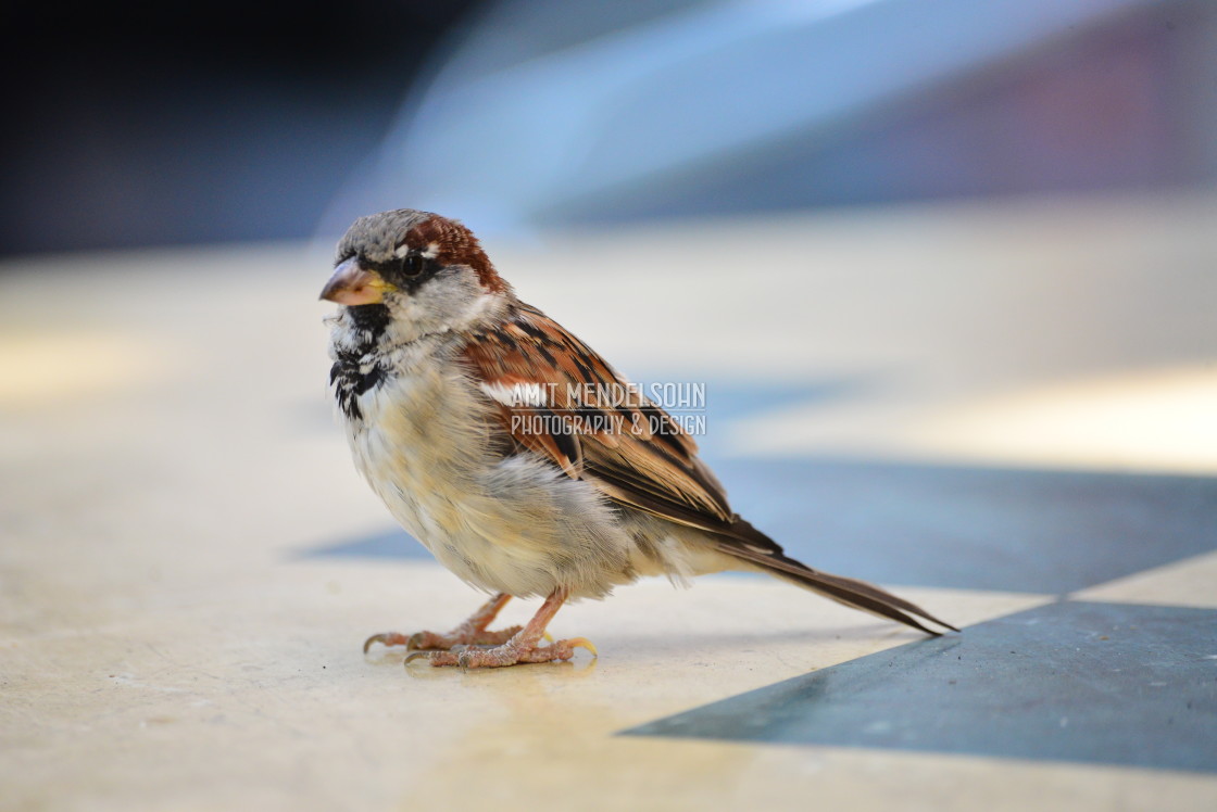 "Little bird" stock image