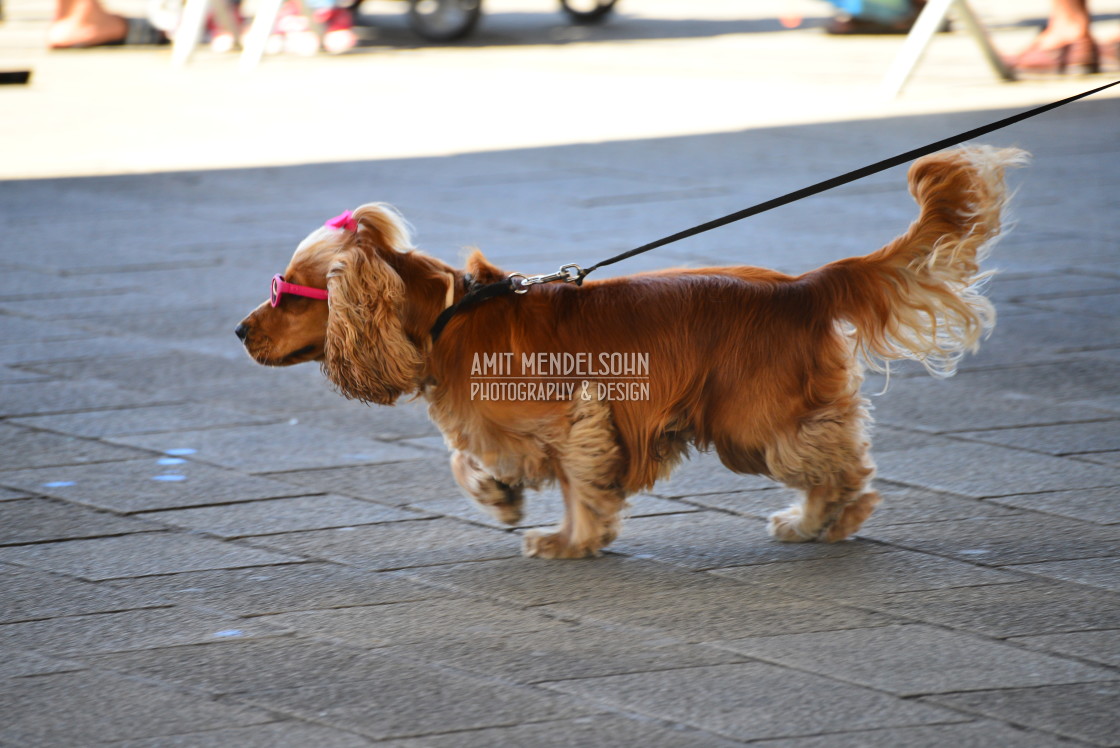 "Lady dog" stock image