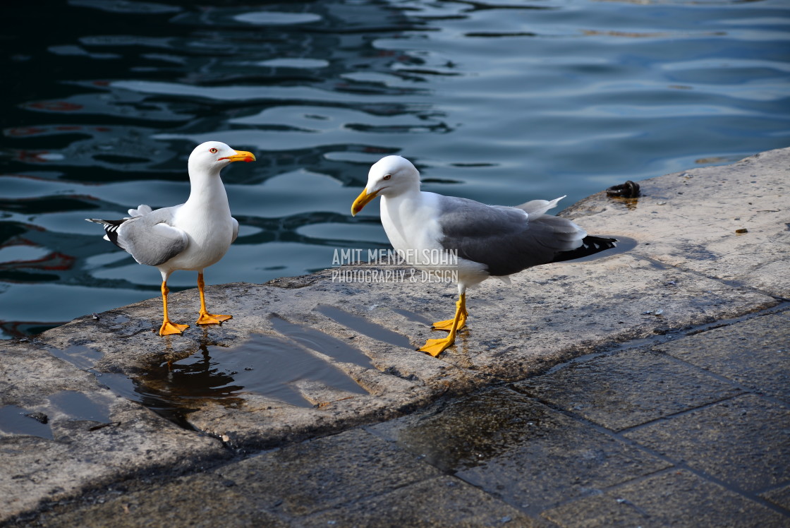 "2 seagulls" stock image