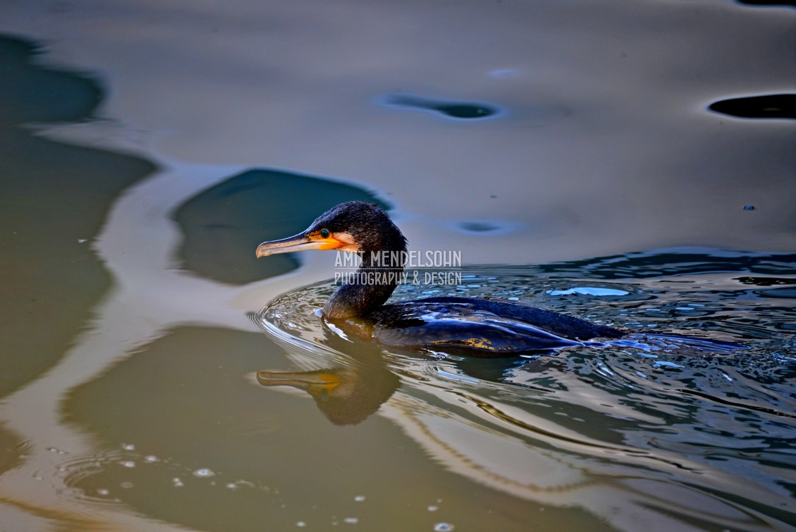 "A cormorant" stock image