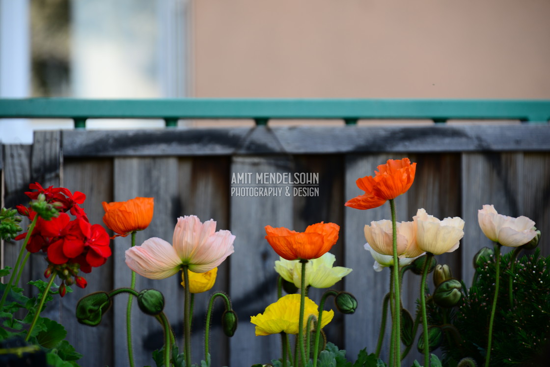 "Flowers" stock image