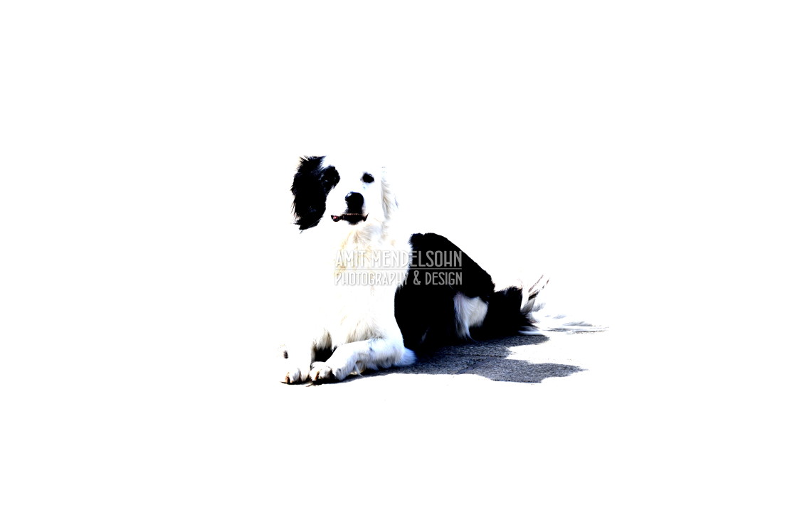 "Black and white dog" stock image