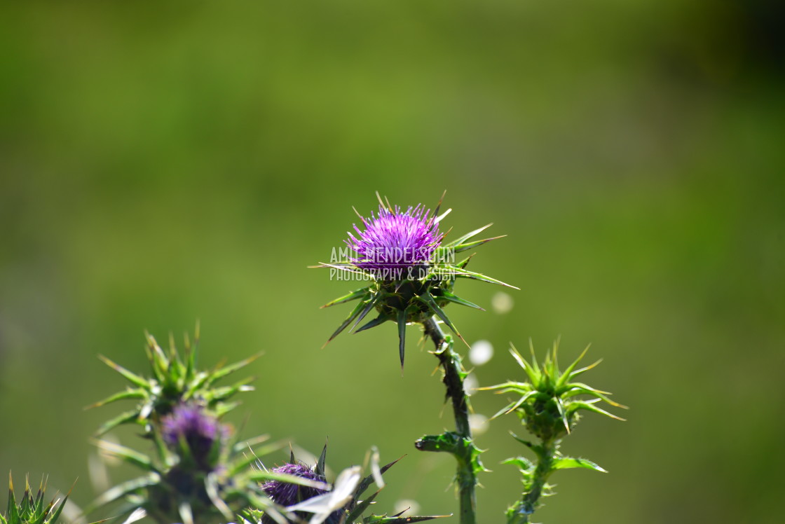 "A fresh thorn" stock image