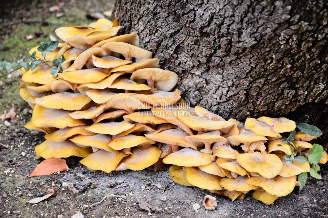 "Mushrooms on the base" stock image