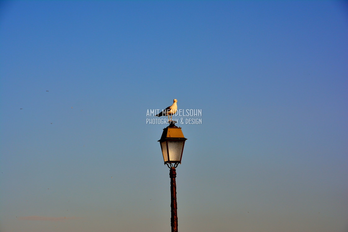 "Seagull on the watch" stock image