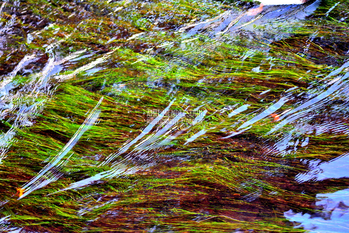 "Under water plants" stock image