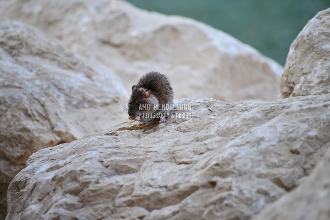 "A rat dining" stock image