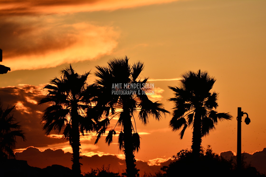 "Palm trees in the sunset" stock image