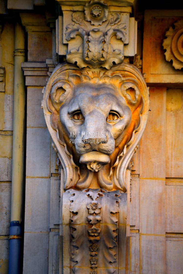 "The sad lion" stock image